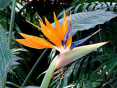 20070424 0184DSCw [D~KN] Paradiesvogelblume (Strelitzia reginae), Insel Mainau, Bodensee