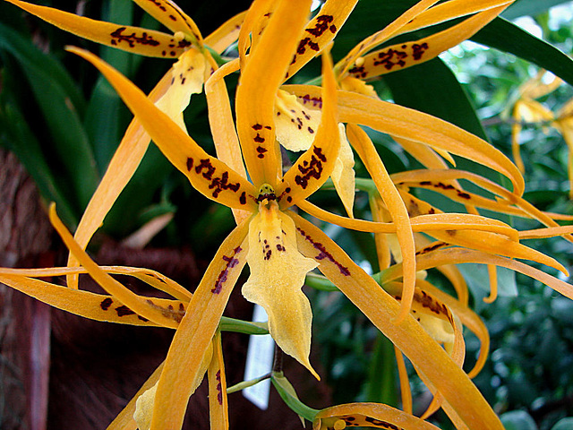 20070424 0185DSCw [D~KN] Orchidee, Insel Mainau