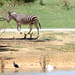 Zebra with swamp hen