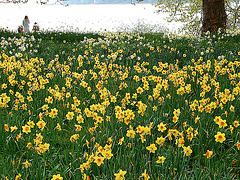 20070424 0150DSCw [D~KN] Narzissen, Insel Mainau Bodensee