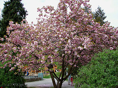 20070424 0152DSCw [D~KN] Japanische Blütenkirsche (Prunus serrulata), Insel Mainau Bodensee