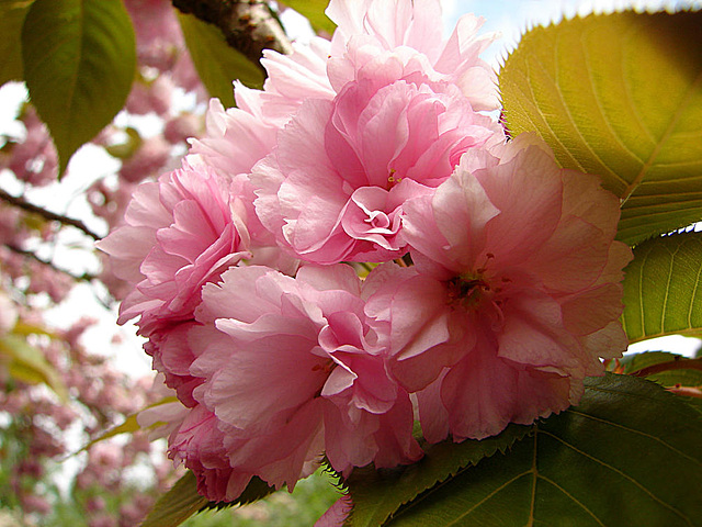 20070424 0153DSCw [D~KN] Japanische Blütenkirsche (Prunus serrulata), Insel Mainau Bodensee