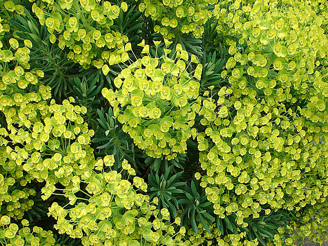 20070424 0157DSCw [D~KN] Wolfsmilch (Euphorbia), Insel Mainau