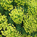 20070424 0157DSCw [D~KN] Wolfsmilch (Euphorbia), Insel Mainau