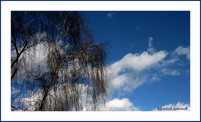 Bouleaux pleureurs sur ciel chantant