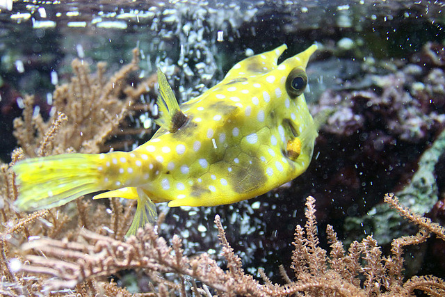 20090910 0644Aw [D~MS] Kuhfisch (Lactoria cornuta), Zoo, Münster