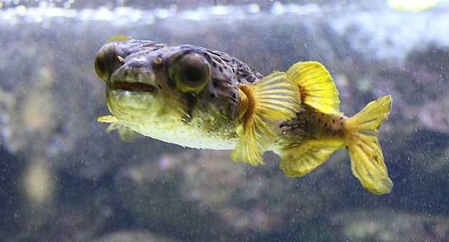 20090910 0645Aw [D~MS] Igelfisch (Diodon holocanthus), Zoo, Münster