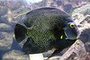 20090910 0646Aw [D~MS] Fisch, Zoo, Münster