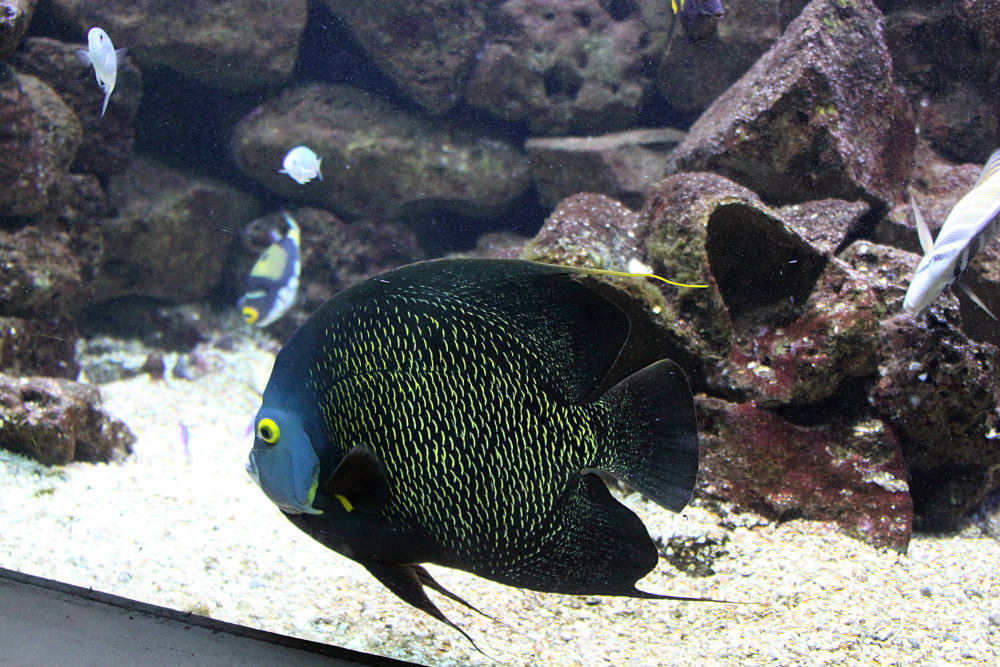 20090910 0647Aw [D~MS] Fische, Zoo, Münster