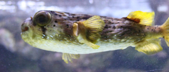 20090910 0649Aw [D~MS] Igelfisch (Diodon holocanthus), Zoo, Münster