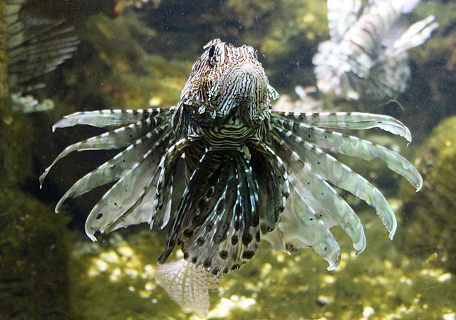 20090910 0651Aw [D~MS] Pazifischer Rotfeuerfisch (Pterois volitans), Zoo, Münster
