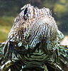 20090910 0651Aw [D~MS] Pazifischer Rotfeuerfisch (Pterois volitans), Zoo, Münster