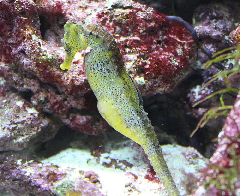 20090910 0661Aw [D~MS] Seepferdchen (Hippocampus guttulatus), Zoo, Münster