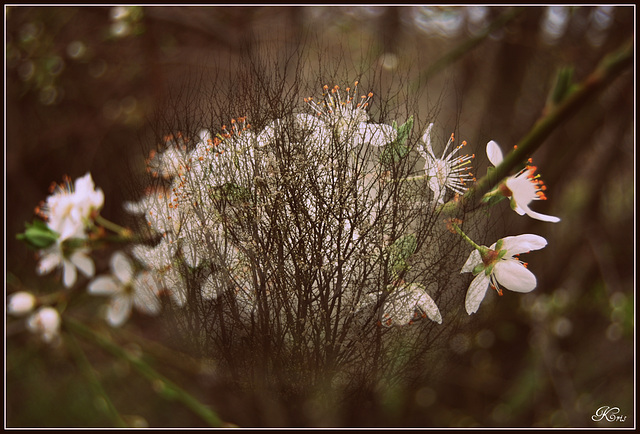 fleurs de prunier