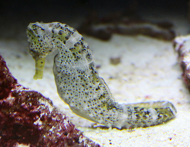 20090910 0662Aw [D~MS] Seepferdchen (Hippocampus guttulatus), Zoo, Münster