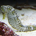 20090910 0662Aw [D~MS] Seepferdchen (Hippocampus guttulatus), Zoo, Münster