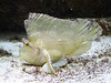 20090910 0665Aw [D~MS] Schaukelfisch (Taenianotus triacanthus), Zoo, Münster