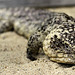 20090910 0652Aw [D~MS] Tannenzapfenechse (Trachysaurus rugosus), Zoo, Münster