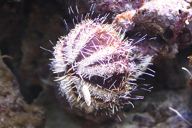 20090910 0660Aw [D~MS] Seeigel (Echinoidea), Zoo, Münster