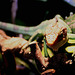 20090910 0675Aw [D~MS] Buntleguan (Polychrus peruvianus), Zoo, Münster