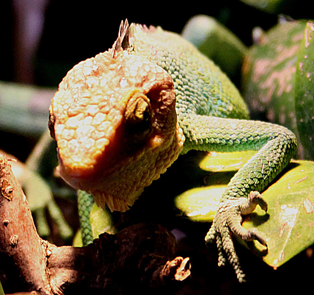 20090910 0676Aw [D~MS] Buntleguan (Polychrus peruvianus), Zoo, Münster