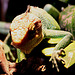 20090910 0676Aw [D~MS] Buntleguan (Polychrus peruvianus), Zoo, Münster