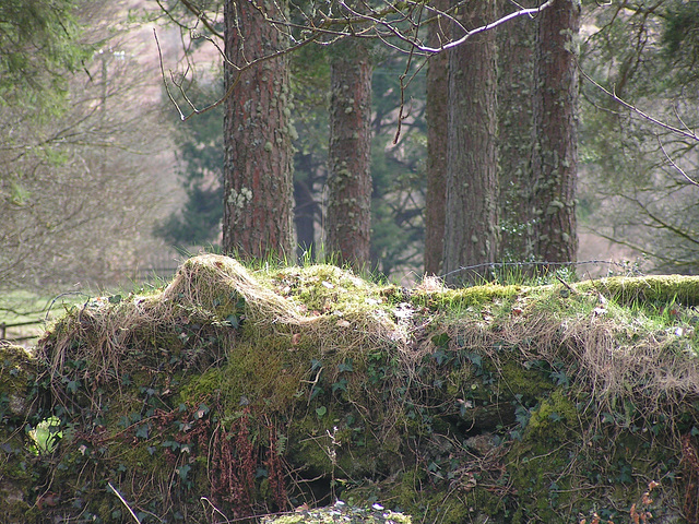 Dartmoor