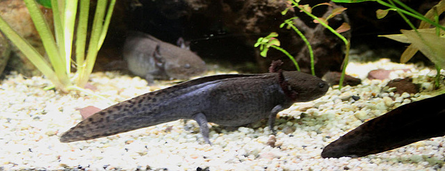 20090910 0679Aw [D~MS] Axolotl (Ambystoma mexicanum), Zoo, Münster