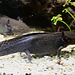20090910 0679Aw [D~MS] Axolotl (Ambystoma mexicanum), Zoo, Münster