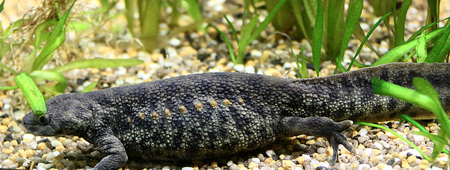 20090910 0682Aw [D~MS] Spanischer Rippenmolch (Pleurodeles waltl), Zoo, Münster