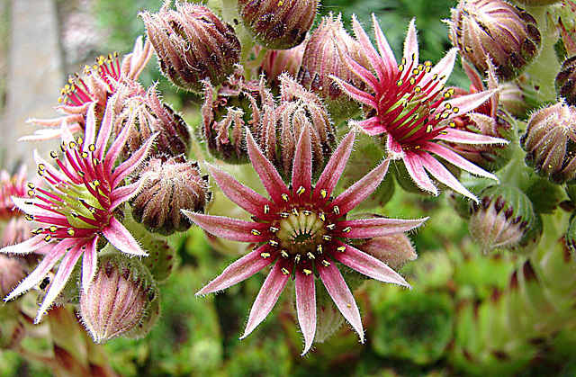 20090628 04161DSCw [D~LIP] Hauswurz (Sempervivum-Hybride), Bad Salzuflen