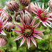 20090628 04161DSCw [D~LIP] Hauswurz (Sempervivum-Hybride), Bad Salzuflen