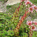 20090628 04167DSCw [D~LIP] Hauswurz (Sempervivum-Hybride), Bad Salzuflen