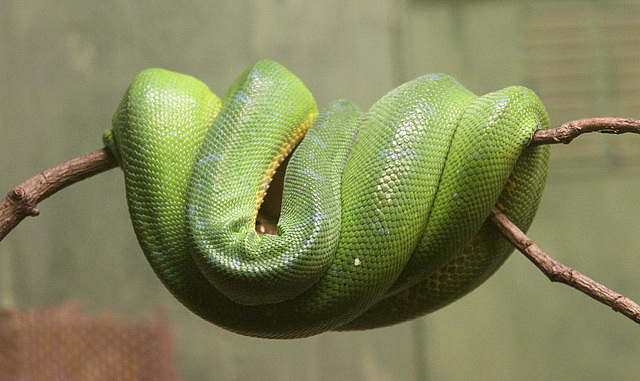 20090910 0702Aw [D~MS] Grüner Baumpython (Morelia viridis), Zoo, Münster