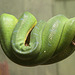 20090910 0702Aw [D~MS] Grüner Baumpython (Morelia viridis), Zoo, Münster