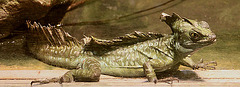 20090910 0703Aw [D~MS] Stirnlappen-Basilisk (Basiliscus plumifrons), Zoo, Münster