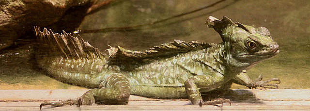 20090910 0703Aw [D~MS] Stirnlappen-Basilisk (Basiliscus plumifrons), Zoo, Münster