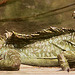 20090910 0703Aw [D~MS] Stirnlappen-Basilisk (Basiliscus plumifrons), Zoo, Münster