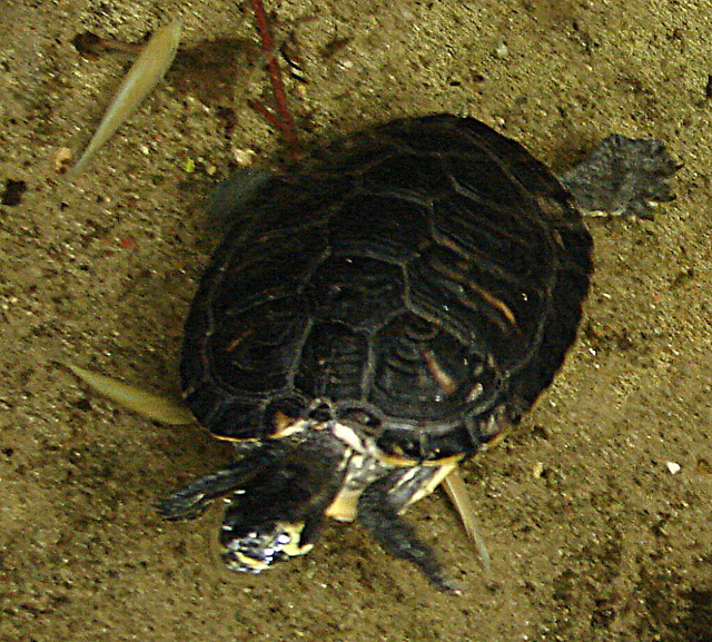 20090611 3257DSCw [D~H] Buchstaben-Schmuckschildkröte (Trachemys scripta), Zoo Hannover