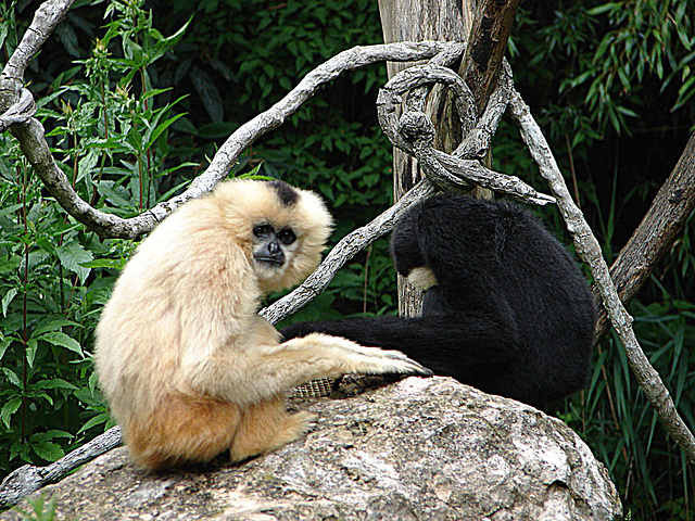 20090611 3261DSCw [D~H] Gelbwangenschopfgibbon (Nomascus gabriellae) [Lar], Zoo Hannover