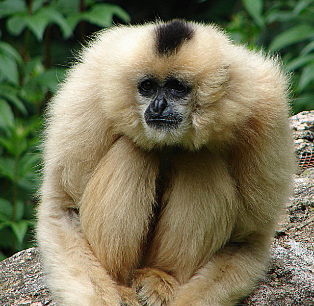 20090611 3264DSCw [D~H] Gelbwangenschopfgibbon (Nomascus gabriellae) [Lar], Zoo Hannover