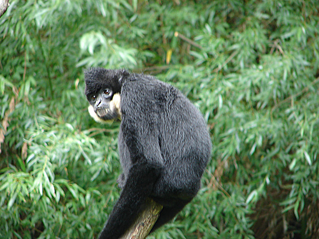 20090611 3265DSCw [D~H] Gelbwangenschopfgibbon (Nomascus gabriellae) [Lar], Zoo Hannover