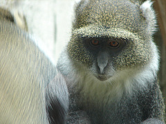 20090611 3269DSCw [D~H] Weißkehlmeerkatze (Cercopithecus albogularis), Zoo Hannover