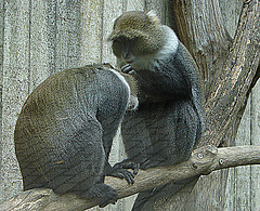 20090611 3271DSCw [D~H] Weißkehlmeerkatze (Cercopithecus albogularis), Zoo Hannover