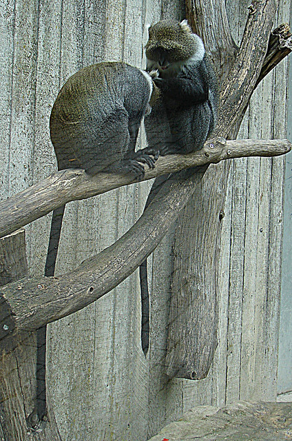 20090611 3272DSCw [D~H] Weißkehlmeerkatze (Cercopithecus albogularis), Zoo Hannover