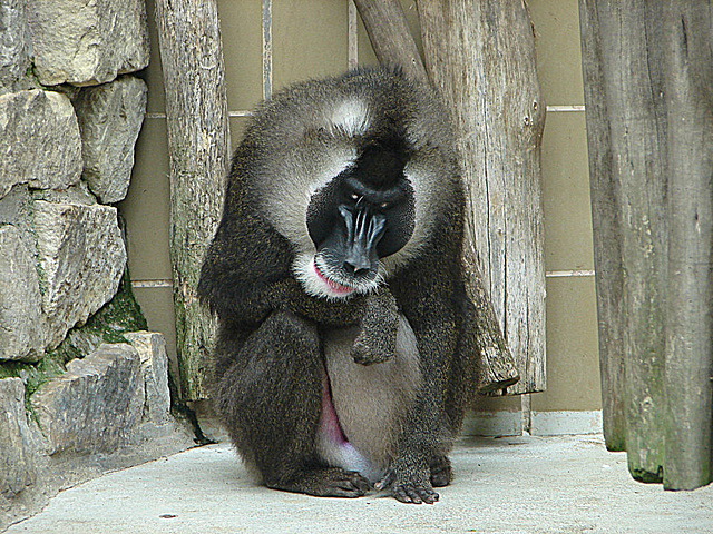 20090611 3273DSCw  [D~H] Drill, Zoo Hannover