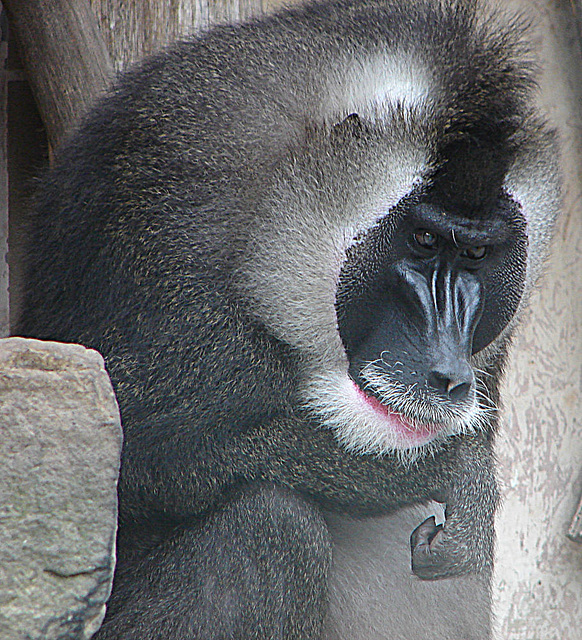 20090611 3276DSCw  [D~H] Drill, Zoo Hannover