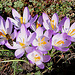 20100318 1692Aw [D~LIP] Krokus, Honigbiene im Anflug, Bad Salzuflen