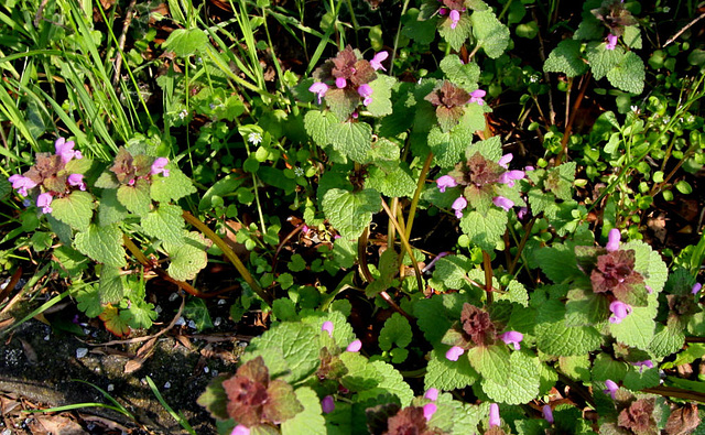 20100412 2023Ww [D~LIP] Rote Taubnessel (Lamium purpureum), Bad Salzuflen