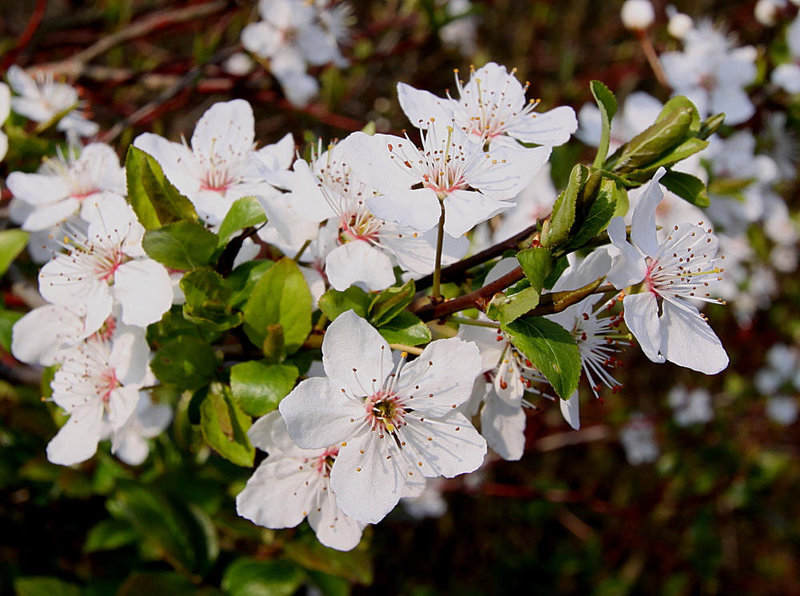 20100412 2025Ww [D~LIP] Kirschblüten, Bad Salzuflen